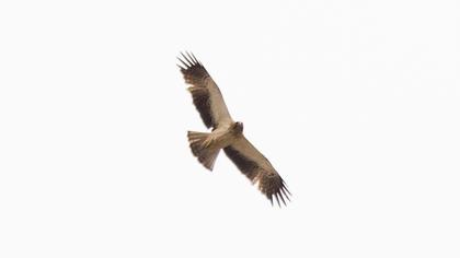 Booted Eagle