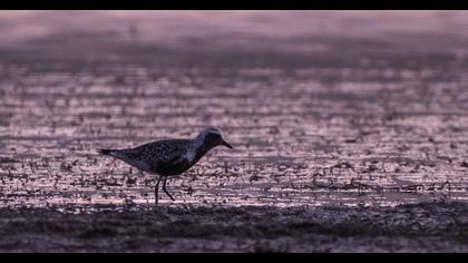 Grey Plover