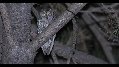 Eurasian Scops Owl