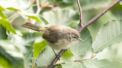 Mountain Chiffchaff