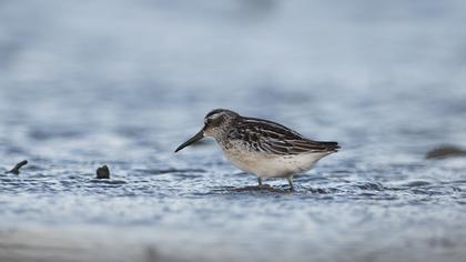 Broad-billed Sandpiper