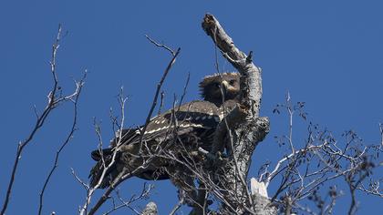 Greater Spotted Eagle