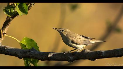 Eastern Olivaceous Warbler
