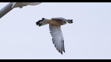 Lesser Kestrel