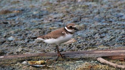 Common Ringed Plover