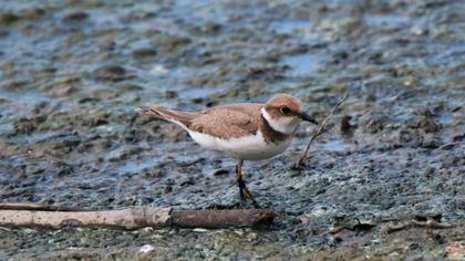 Kentish Plover