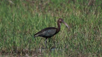 Glossy Ibis