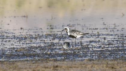 Grey Plover