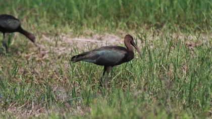 Glossy Ibis