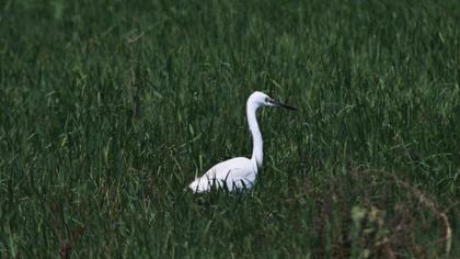 Little Egret