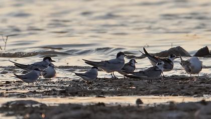 Little Tern
