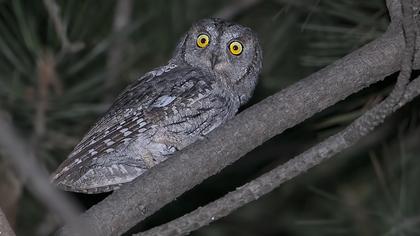 Eurasian Scops Owl