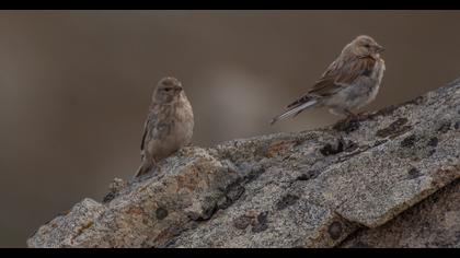 Twite