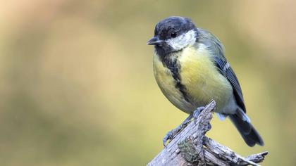 Great Tit