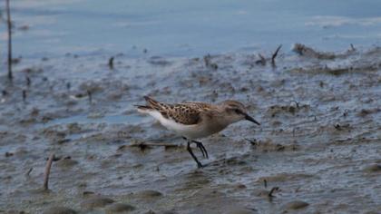 Little Stint