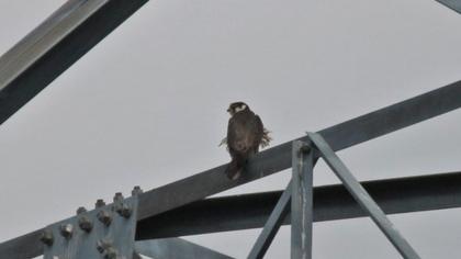 Eurasian Hobby