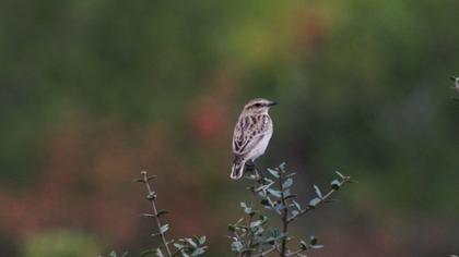 Whinchat