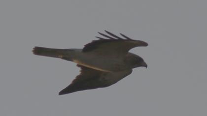 Booted Eagle