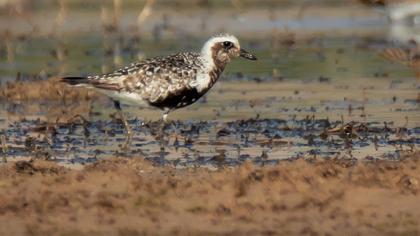 Grey Plover
