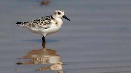 Sanderling