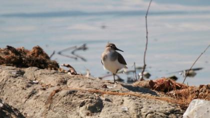Common Sandpiper