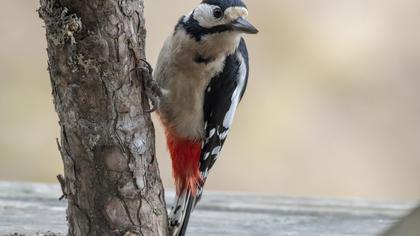 Great Spotted Woodpecker