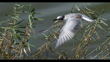 Whiskered Tern
