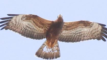 European Honey Buzzard