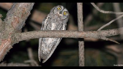 Eurasian Scops Owl