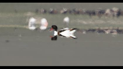 Common Shelduck