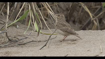 Crested Lark