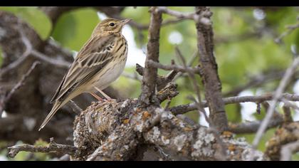 Tree Pipit