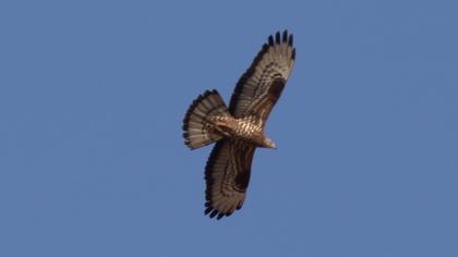 European Honey Buzzard