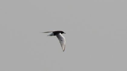 White-winged Tern