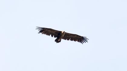Cinereous Vulture