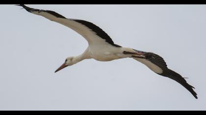 White Stork