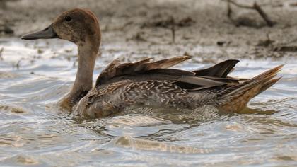 Northern Pintail