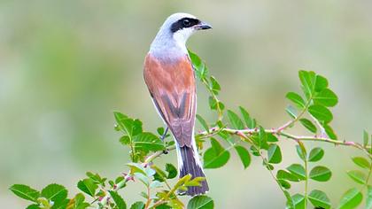 Red-backed Shrike