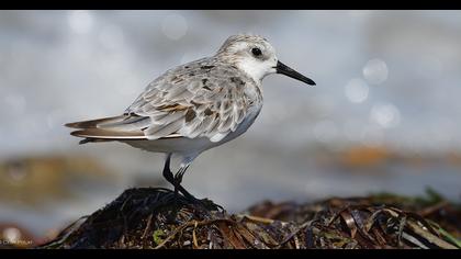Sanderling