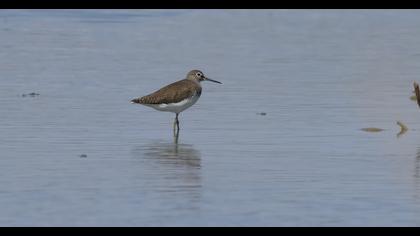 Green Sandpiper