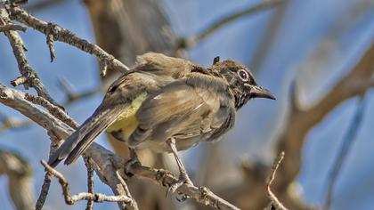 White-spectacled Bulbul