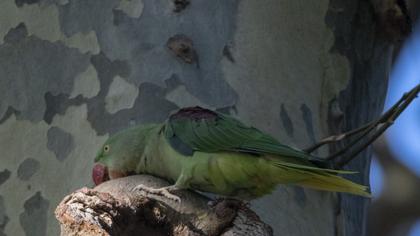 Alexandrine Parakeet