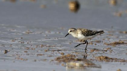 Little Stint