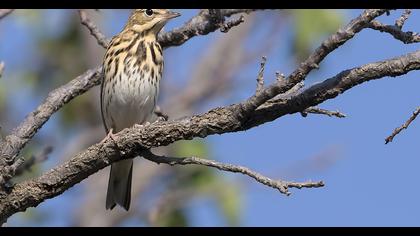 Tree Pipit