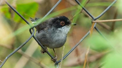 Sardinian Warbler