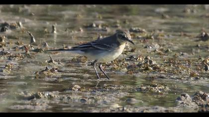 Citrine Wagtail