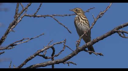 Tree Pipit