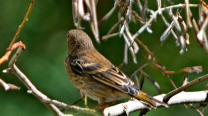 Red-fronted Serin