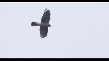 Northern Goshawk