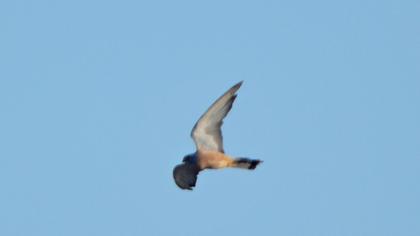 Lesser Kestrel